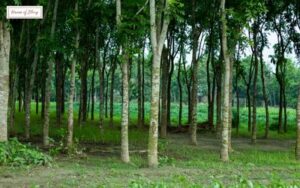 Blog 4 3
